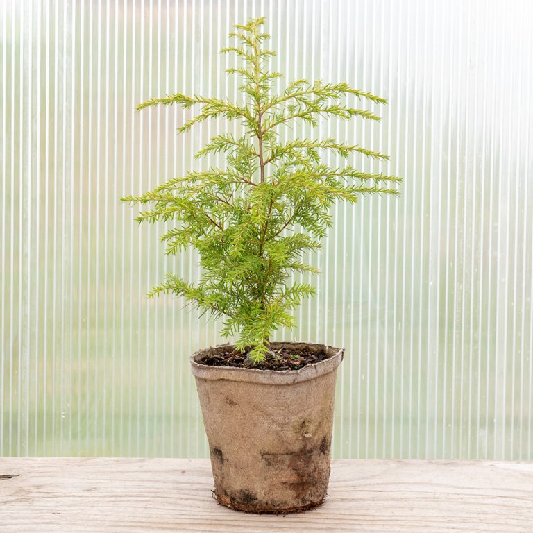 canadian-hemlock-peat-gallon