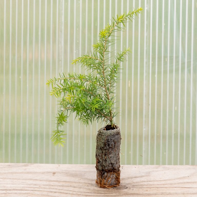 canadian-hemlock-plug