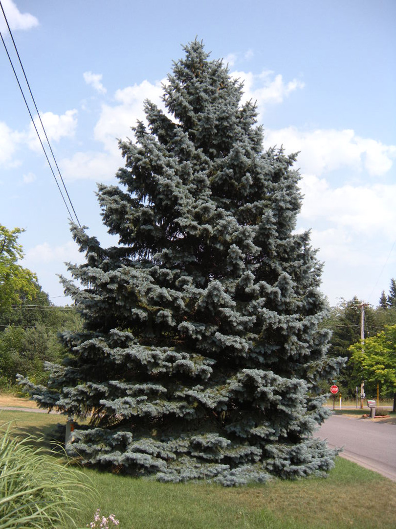 bomuld spiller grundlæggende Colorado Blue Spruce 'Apache' - Picea Pungens Glauca 'Apache' - Vans Pines  Nursery, Inc