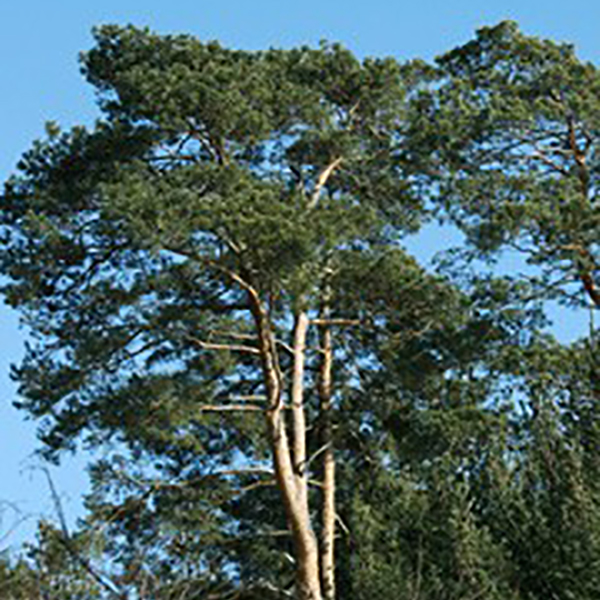 east-anglia-scotch-pine-full-cropped