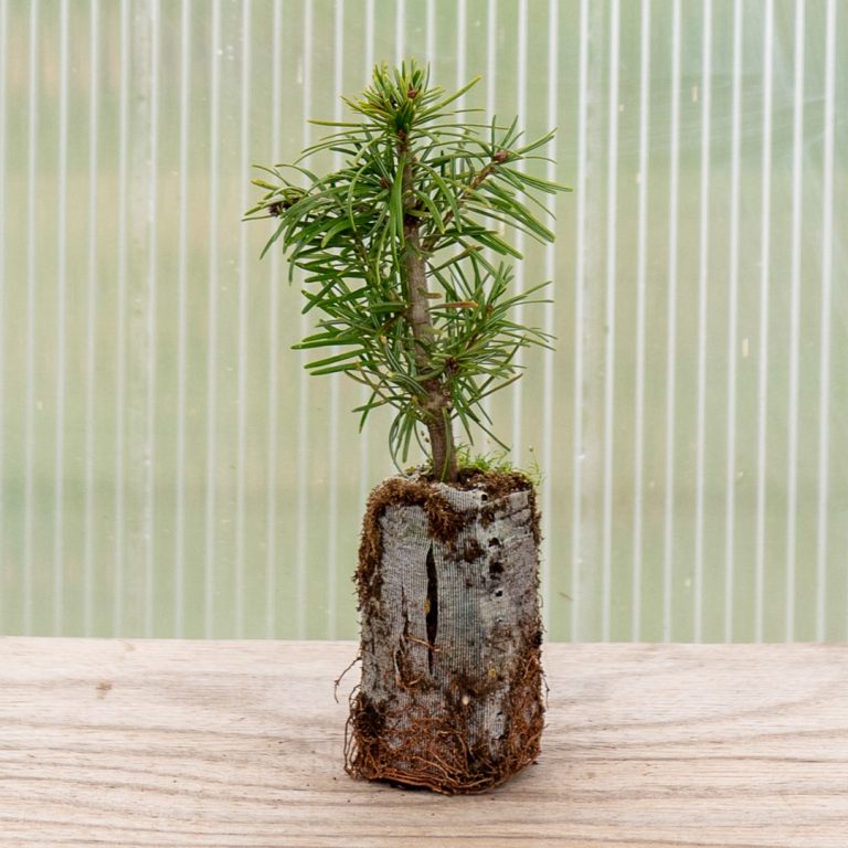 nordmann-fir-orkiba-plug