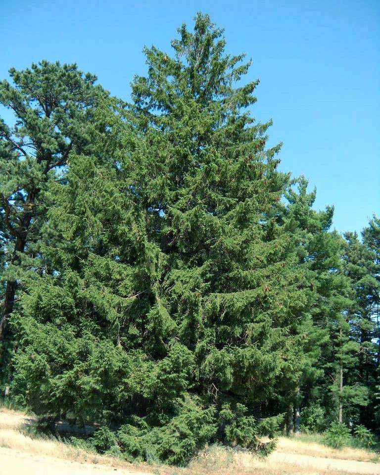 norway-spruce-full